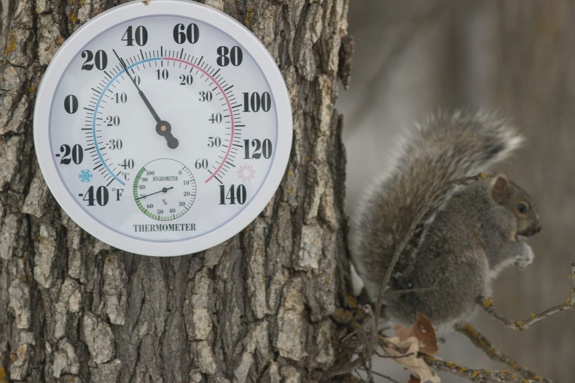Outdoor thermometer with squirrel - Photo by Gary Fultz on Unsplash  